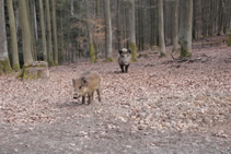 Wildschweine kammen ganz nah